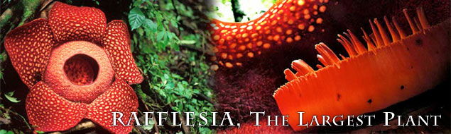 Rafflesia, The Largest Plant.jpg