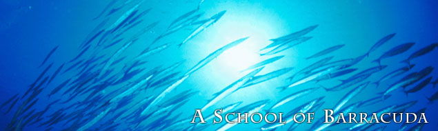 A School of Barracuda